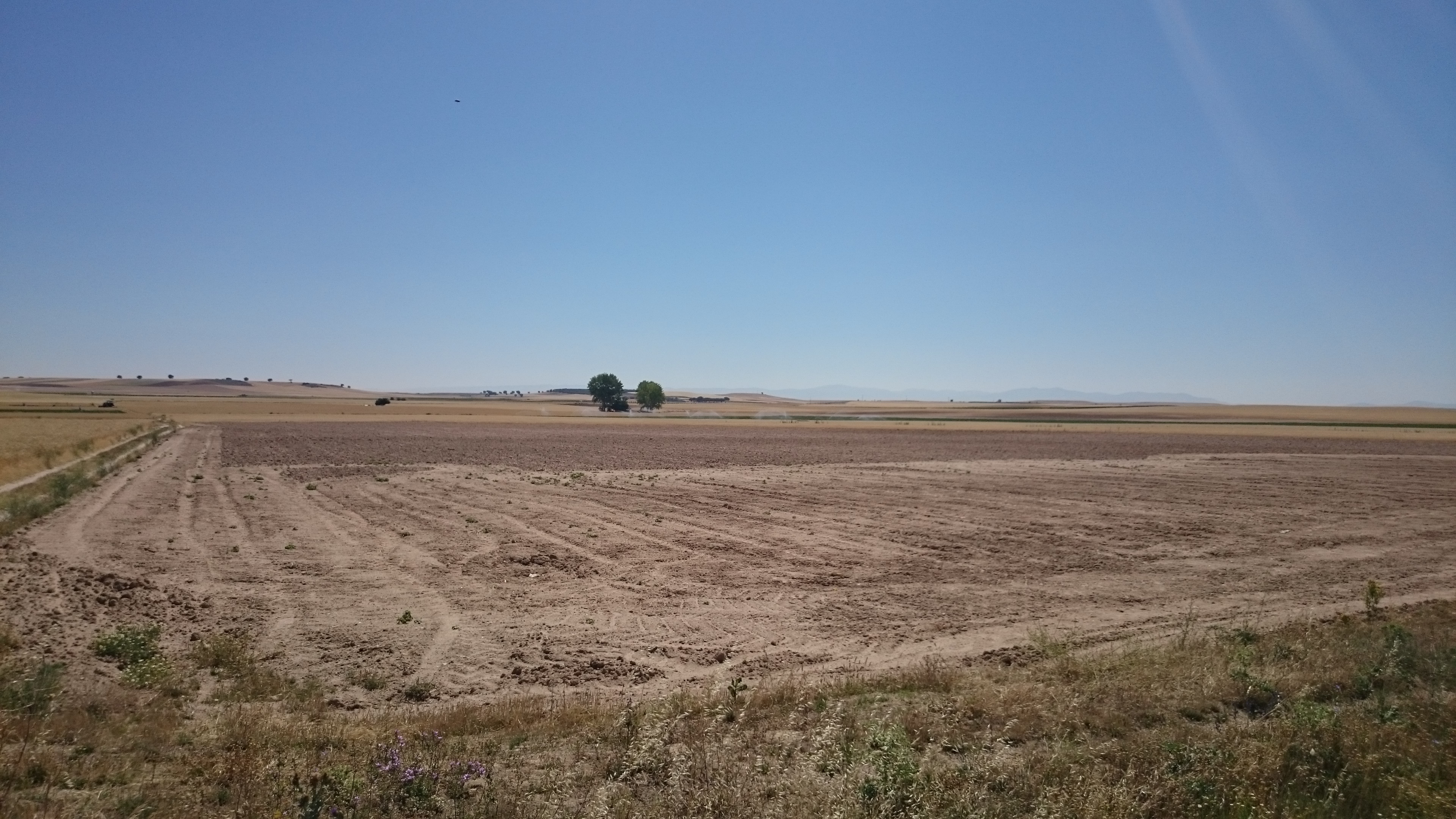 Imágenes del punto de interés CAMPOS SEMBRADOS DE TRIGO