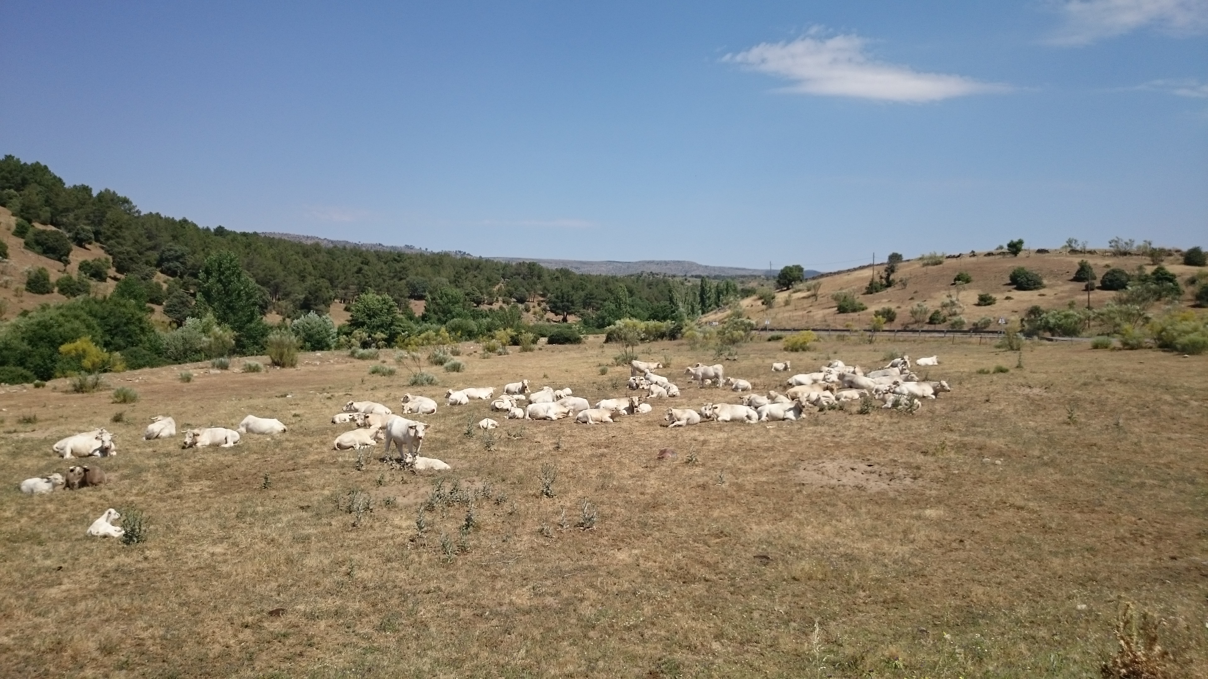 Imágenes del punto de interés DE CAMINO A SAN BARTOLOME DE PINARES
