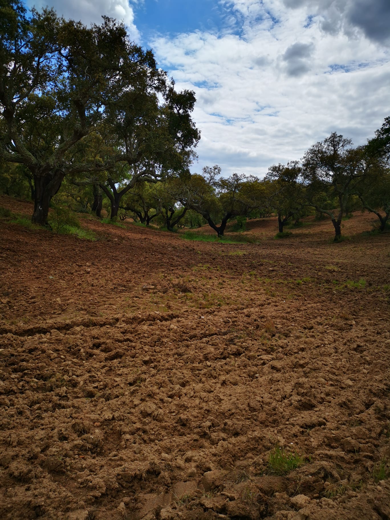 Imagen sobre la ruta Leitão